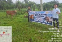Penyaluran hewan kurban di PLN UP3 Tobelo (Tim)
