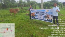 Penyaluran hewan kurban di PLN UP3 Tobelo (Tim)