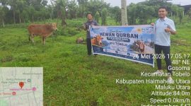 Penyaluran hewan kurban di PLN UP3 Tobelo (Tim)